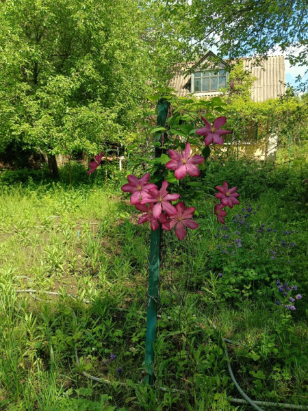 Фото Дача СНТ Металлург-3 Исаково#1588