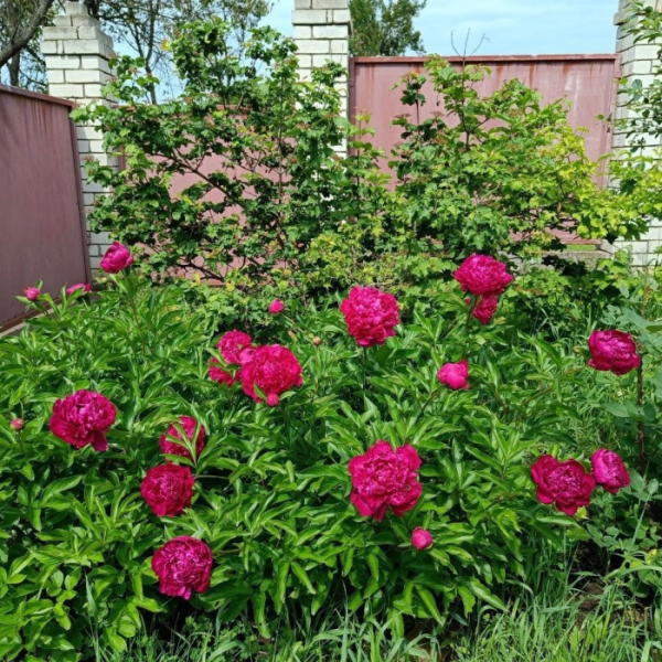 Фото Продам дом 290м2