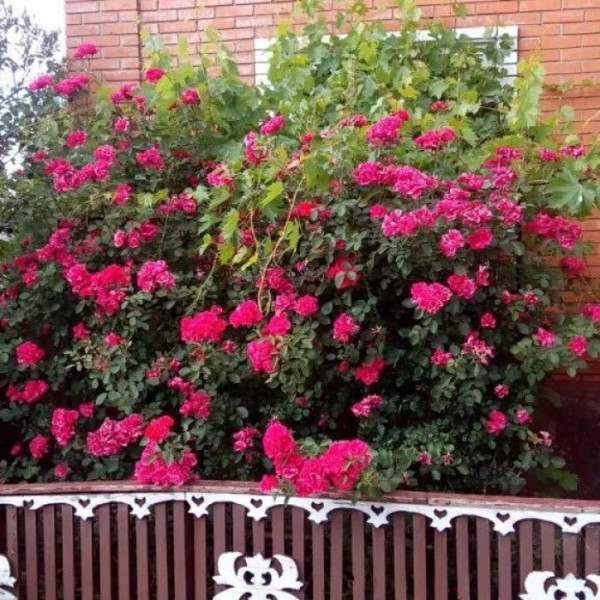 Фото Продам добротную дачу в пгт Успенка