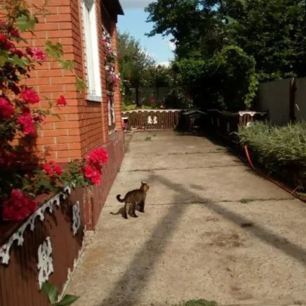 Фото Продам добротную дачу в пгт Успенка