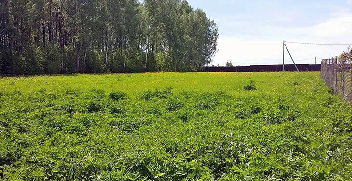 Земельный участок с. Передельское