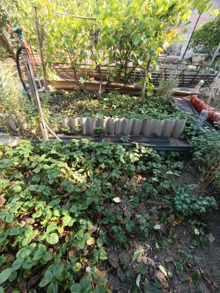Фото № 1175 Продаются два смежных дачных участка в садоводческом товариществе «Металлург-3».
