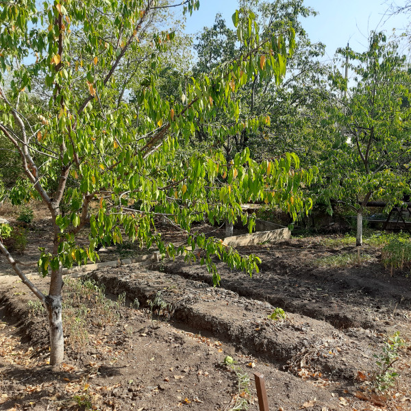 Фото №900 Продаётся ДАЧА, п. Степановка, общ-во “Автомобилист”