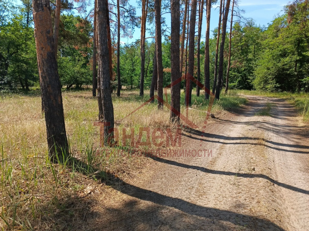 Фото Земельные участки в соснах - Объект №446