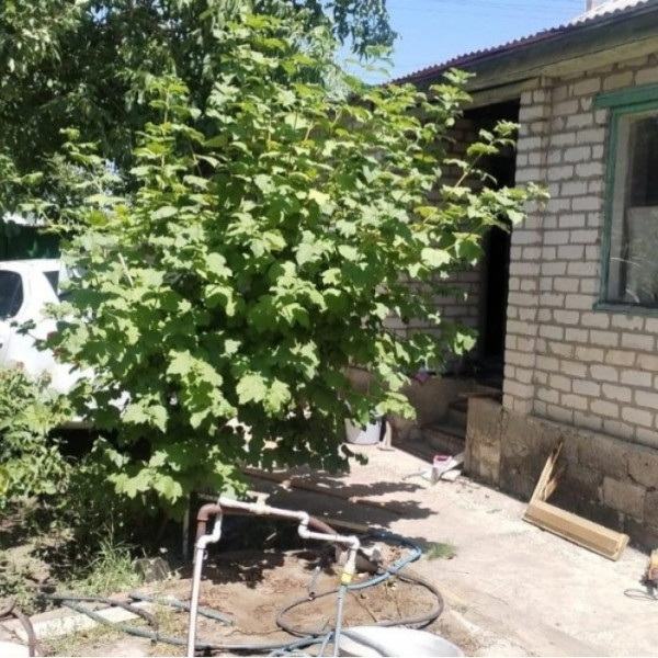 Фото Продам Дом 100м2 пос. Завода ОР