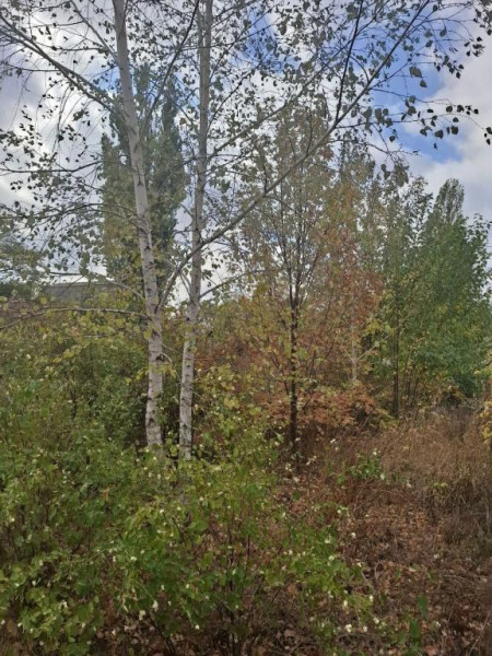 #1530, Большой дом, с приватизированной землей