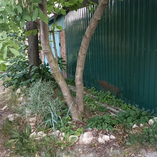 Фото Продам Дом 50м2 рн пл. Ленина, пер. Пугачевского Камброд