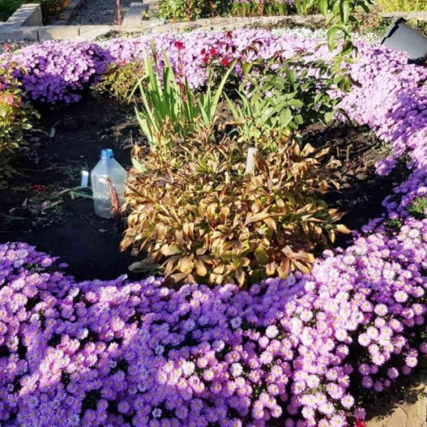 Фото № 4150 Продам 3х этажный дом на Лимане