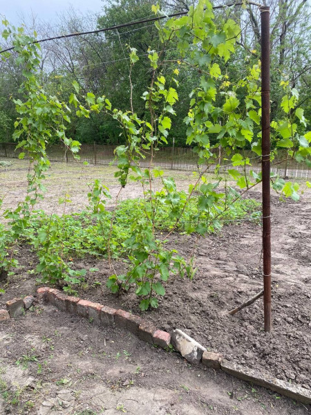 Фото Дача в садоводческом сообществе им. Тимирязево